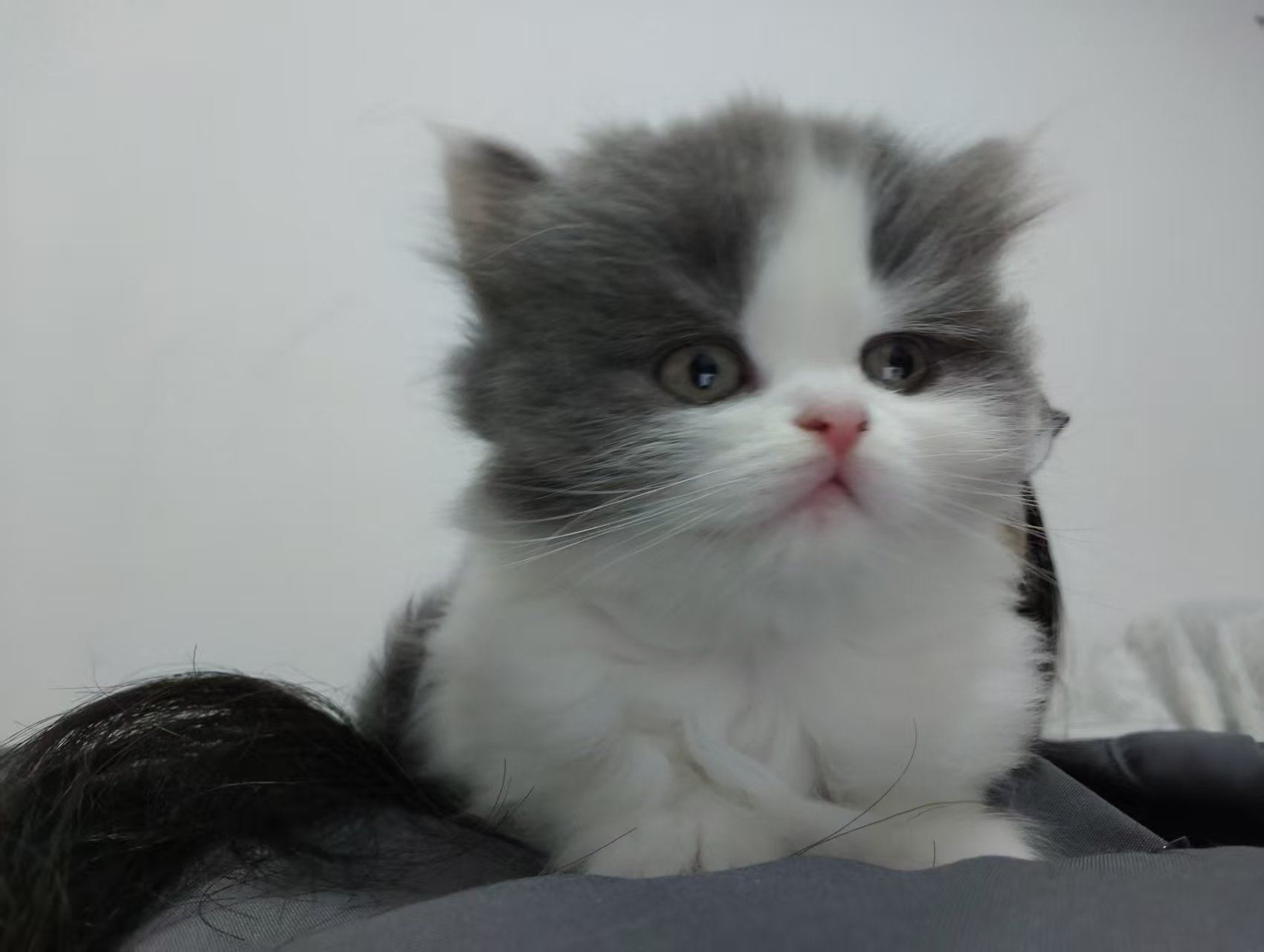 英短蓝白 小长毛 头版特别好 大包子脸 活泼可爱